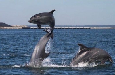 Dolphin Watching Tour around Muscat