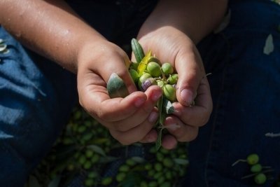Corfu Organic Olive Oil Tasting at Family Farm