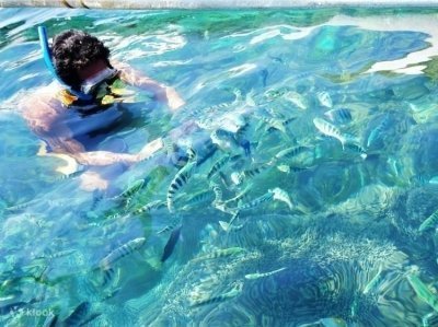 Dolphin Watching tour Lovina, North of Bali