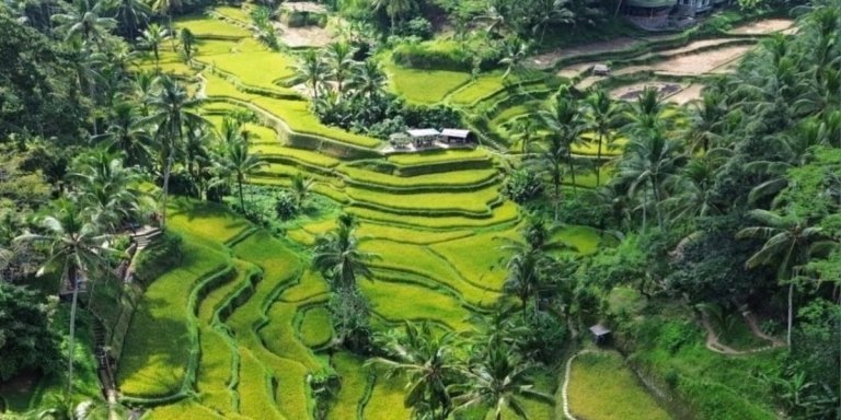 Exploring Ubud on a day tour with rice terraces and waterfalls