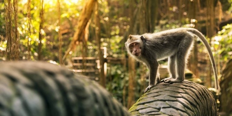 Ubud Tours with Jungle Swing