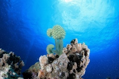 FISHEYE DIVERS : DISCOVER SCUBA DIVING