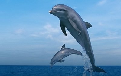 Dolphin Watching Tour in Muscat