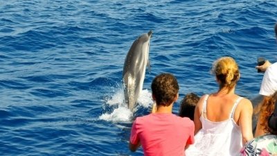 Dolphin Watching and Snorkeling Tour in Muscat