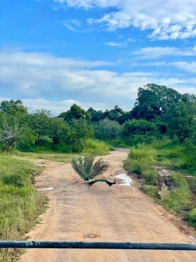 Minneriya safari tour