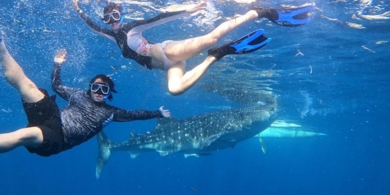 Cebu Swim with the whaleshark, Sumilon Island & Tumalog falls