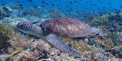 Water Activities & Sports