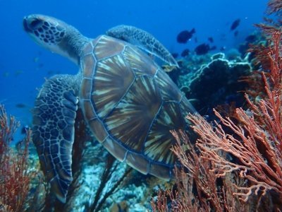 Snorkeling Menjangan Island