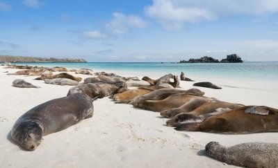 North Seymour Island Tour - Day Trip from Puerto Ayora North Seymour Island Tour - Day Trip from Puerto Ayora
