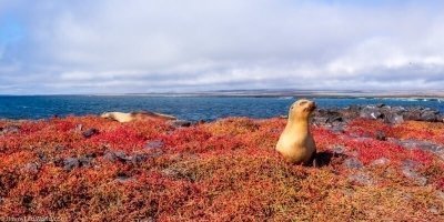 Day Trip to South Plaza Island from Puerto Ayora