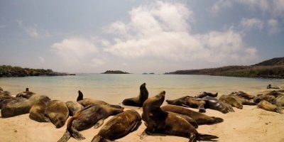 Santa Fe Island Day Tour from Puerto Ayora