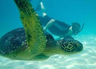 Santa Fe Island Day Tour from Puerto Ayora Santa Fe Island Day Tour from Puerto Ayora