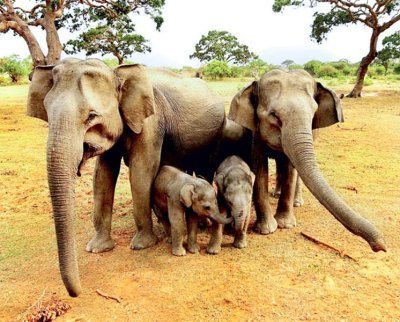 NATURE AND WILDLIFE TOUR IN SRI LANKA    10 DAYS 9 NIGHTS TOUR