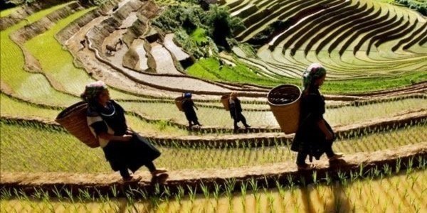 Middle Road to Nghia Lo – Mu Cang Chai(5 days and 5 nights)