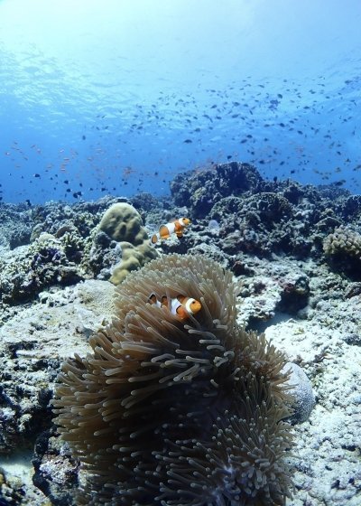 Try Scuba Diving in Gili Trawangan