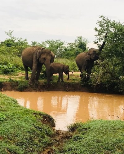 udawalawe National park safari tour