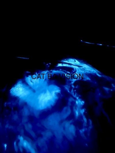 CAT BA VISION 1DAY BOAT TOUR