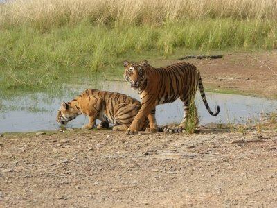 Ranthambore National Park