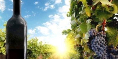 Premium Wine Tour-Three Top Wineries In One Day