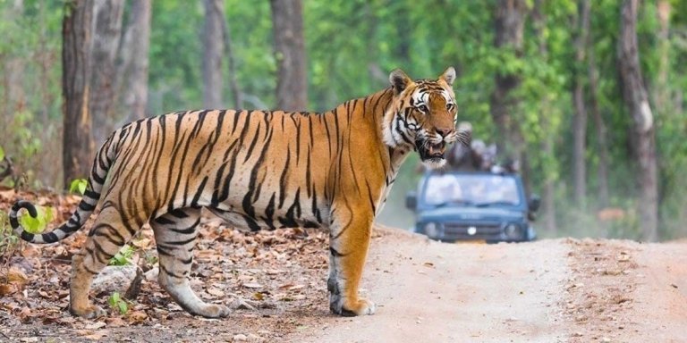 Ranthambore Tiger Safari