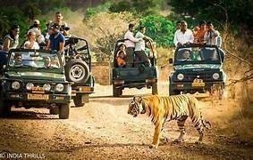 Ranthambore Tiger Safari