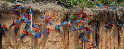 Peru Puerto Maldonado : Tambopata Chuncho Macaw Clay Lick 3 days