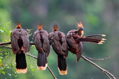 Peru Puerto Maldonado: Tambopata Expeditions Trips 2days