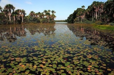 Peru Puerto Maldonado :Tambopata Rainforest Full day Macaw Clay Lick