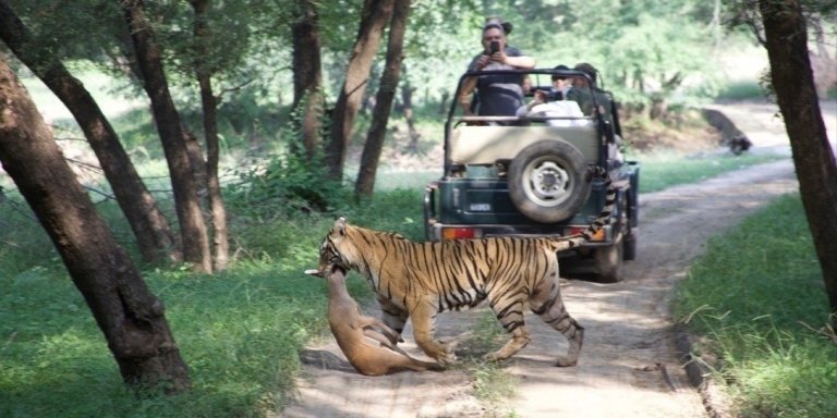 8 Days Tour of Golden Triangle & Ranthambore with 3 Jeep Safari !!