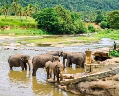 DAY TRIP TO PINNAWALA AND KANDY