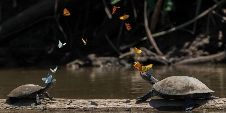 Peru Puerto Maldonado -Photography Amazon Nature Sndoval lake 2days