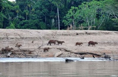 Peru Puerto Maldonado -Photography Amazon Nature Sndoval lake 2days