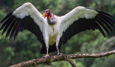 Peru Puerto Maldonado: Photography Sandoval Lake -Macaw Clay  6 Days