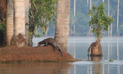 Peru Puerto Maldonado :Photography Amazon Expedition  5days