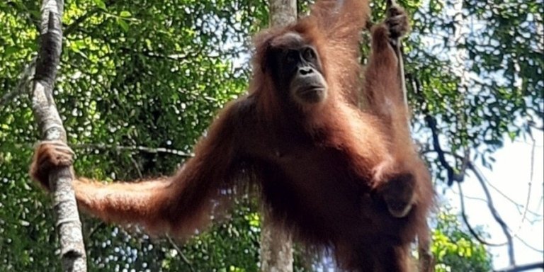 5 Days Orangutan Jungle Trekking-Bukit Lawang