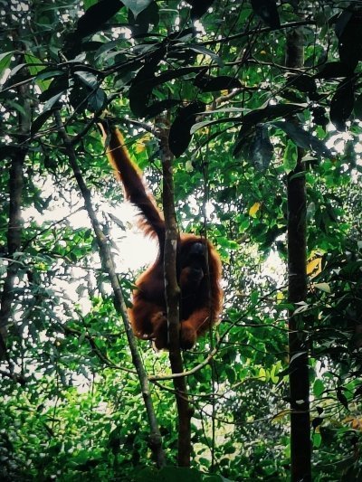 5 Days Orangutan Jungle Trekking-Bukit Lawang