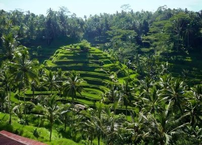Bali ATV Ride And Ubud Tour Packages