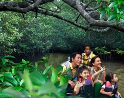 Bintan Mangrove Discovery Tour
