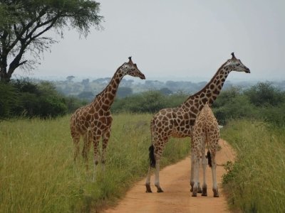 Uganda Wildlife Safari & Rafting Adventure Uganda Wildlife Safari & Rafting Adventure
