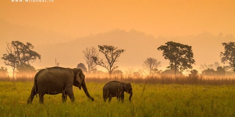 Jim Corbett National Park Tour with Safari