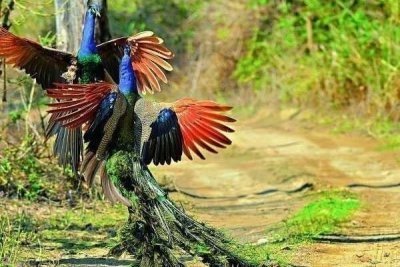 Jim Corbett National Park Tour with Safari