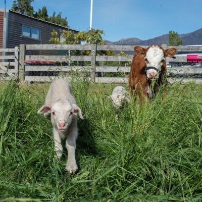 Lake Tekapo Petting Zoo - Feed the animals!