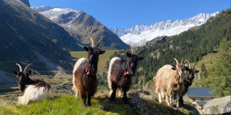 Secrets of the Alps and Heidi Land