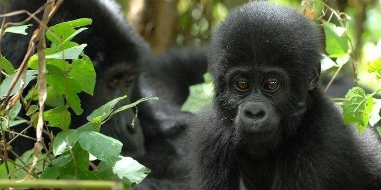 Bwindi Gorilla Trekking Expedition