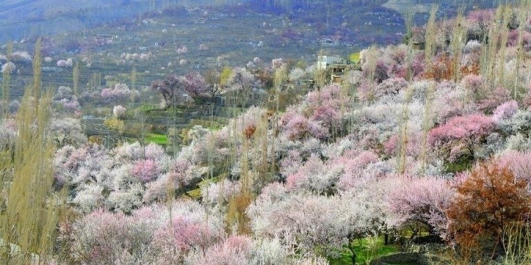 HUNZA CHERRY AND APRICOT BLOSSOM