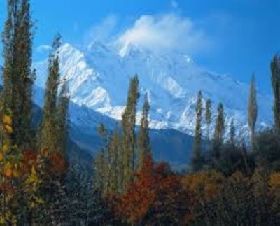 HUNZA CHERRY AND APRICOT BLOSSOM