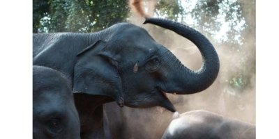 Kandy to Pinnawala Day Tour By Local Tuk Tuk Expedition