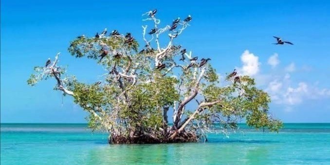Flora y Fauna, Canal Maya e Isla de los pájaros