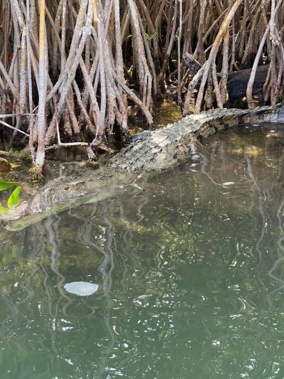 Flora and fauna, mayan channel with Snorkeling