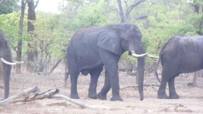 Walking Rhino Safari